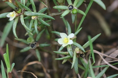 Portulaca pilosa